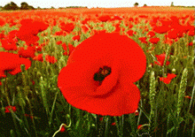 A Moment of Reflection: Honouring Remembrance Day with a Cup of Tea